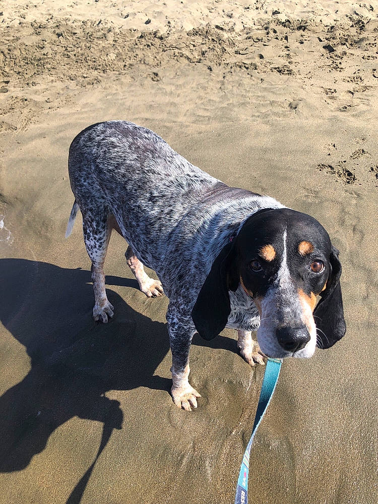 Annabelle joined the competition — help win amazing prizes! basset_bleu_de_gascogne, bluetick_coonhound, braque_dauvergne, canidae, carnivore, coonhound, dog, dog_breed, english_coonhound, grand_bleu_de_gascogne, hound, hunting_dog, mammal, pointer, sand, sporting_group, vertebrate