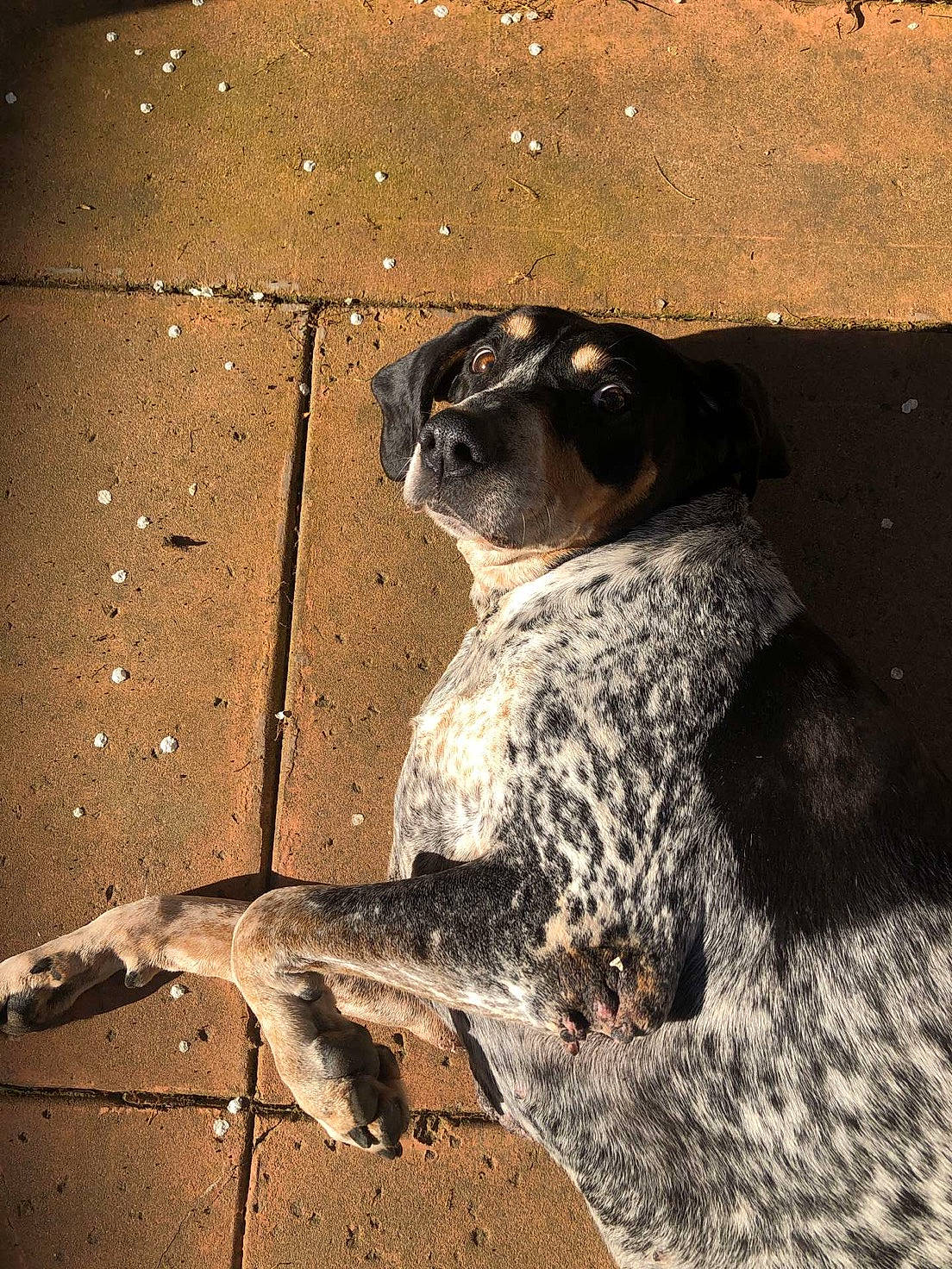 Annabelle joined the competition — help win amazing prizes! canidae, carnivore, eye, snout, sporting_group, wall, whiskers