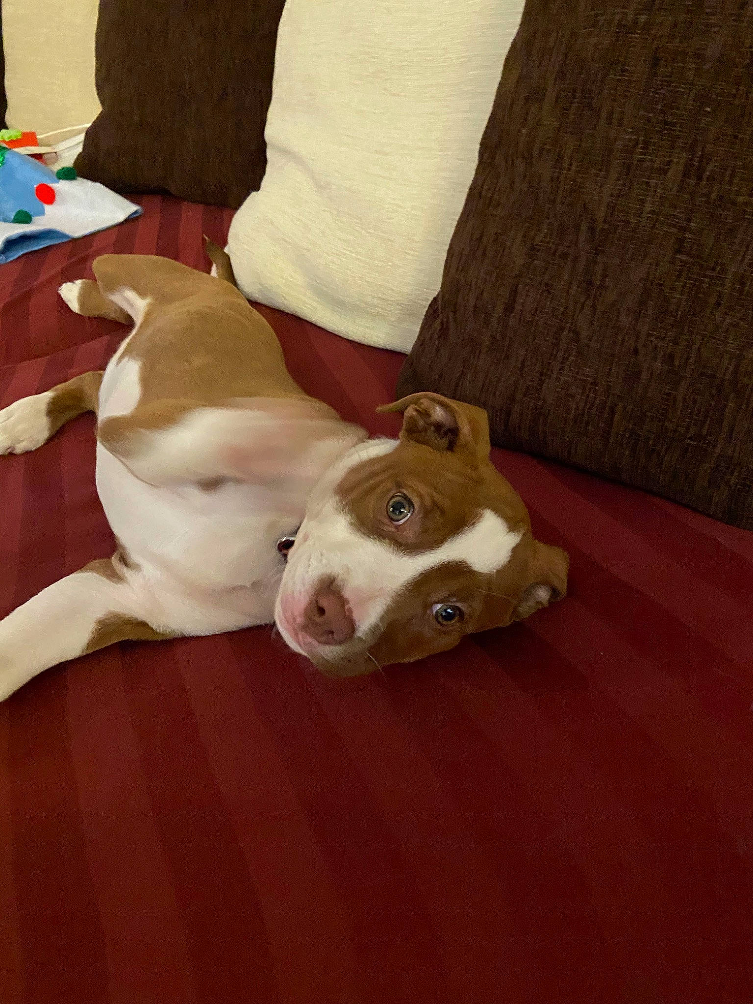 Nora is registered to the contest to win money with this photo: american_pit_bull_terrier, american_staffordshire_terrier, canidae, carnivore, companion_dog, dog, dog_breed, fawn, floor, flooring, jack_russell_terrier, mammal, non_sporting_group, paw, pit_bull