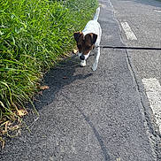 Tango a rejoint le concours — aidez-le/la à gagner de superbes lots ! animal, car, daylight, dog, grass, greenery, house, jack_russell, leash, nature, outdoor, pavement, person, pet, residential_area, road, sidewalk, small_dog, sunlight, walking