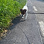 animal, car, daylight, dog, grass, greenery, house, jack_russell, leash, nature, outdoor, pavement, person, pet, residential_area, road, sidewalk, small_dog, sunlight, walking