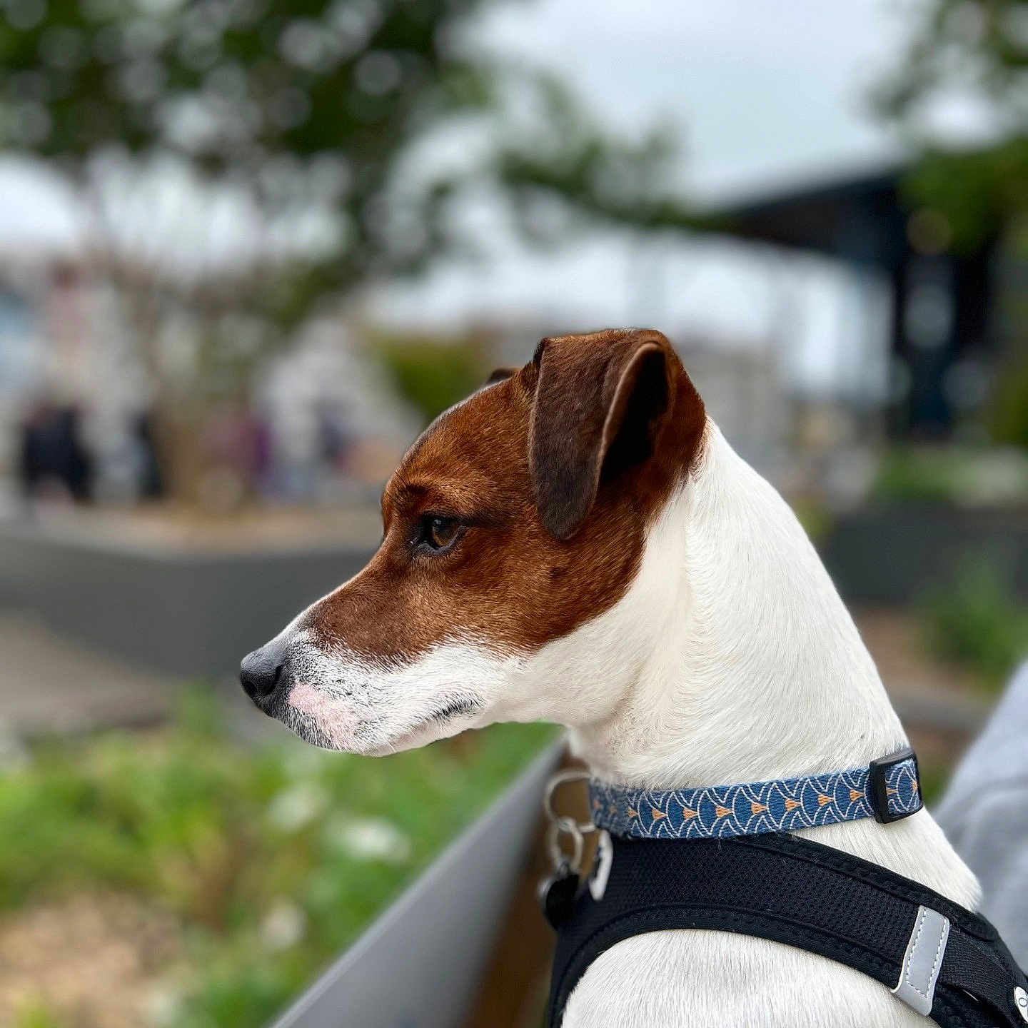 Tango a rejoint le concours — aidez-le/la à gagner de superbes lots ! accessories, animal, ball, beagle, belt, canine, collar, dog, football, harness, hound, leash, pet, pointer, puppy, snout, soccer, strap, terrier, whitedog