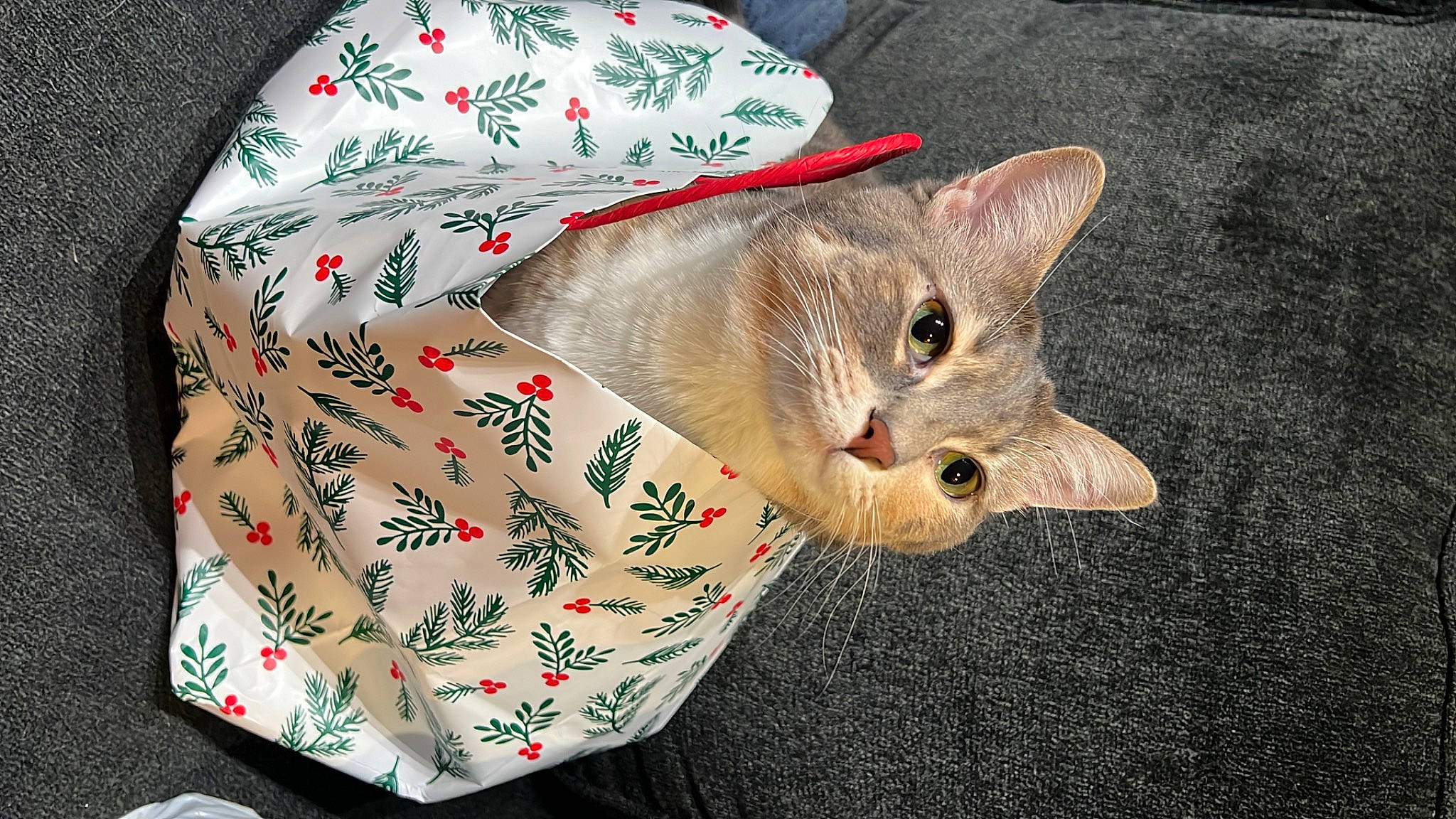 Cora joined the competition — help win amazing prizes! bag, carnivore, cat, cat_supply, claw, comfort, domestic_short_haired_cat, fashion_accessory, fawn, felidae, fur, hat, linens, pattern, paw, shoulder_bag, sleeve, small_to_medium_sized_cats, tail, whiskers