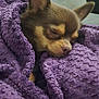 Muffin joined the competition — help win amazing prizes! animal, blanket, close_up, comfort, couch, cozy, cute, dog, ears, fur, home, indoor, nose, pet, purple, relaxation, resting, sleeping, small_dog, snuggled