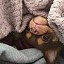 Muffin is registered to the contest to win money with this photo: animal, blanket, closeup, comfort, cozy, cute, dog, ears, face, fur, indoor, nose, pet, pink_blanket, puppy, resting, snug, soft, texture, warm