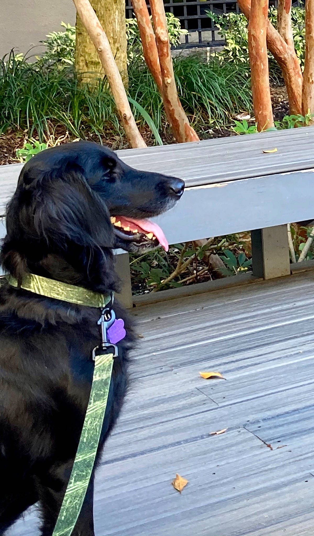 Thor joined the competition — help win amazing prizes! borador, canidae, carnivore, collar, companion_dog, dog, dog_breed, dog_collar, fence, grass, gun_dog, leash, liver, outdoor_bench, outdoor_furniture, plant, snout, sporting_group, wood, working_animal