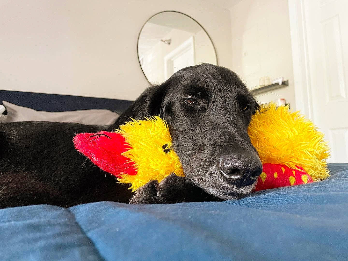 Thor is registered to the contest to win money with this photo: ball, canidae, carnivore, comfort, companion_dog, dog, dog_breed, dog_sports, dog_supply, dog_toy, door, fur, paw, pet_supply, snout, sporting_group, stuffed_toy, toy, water_dog, working_animal