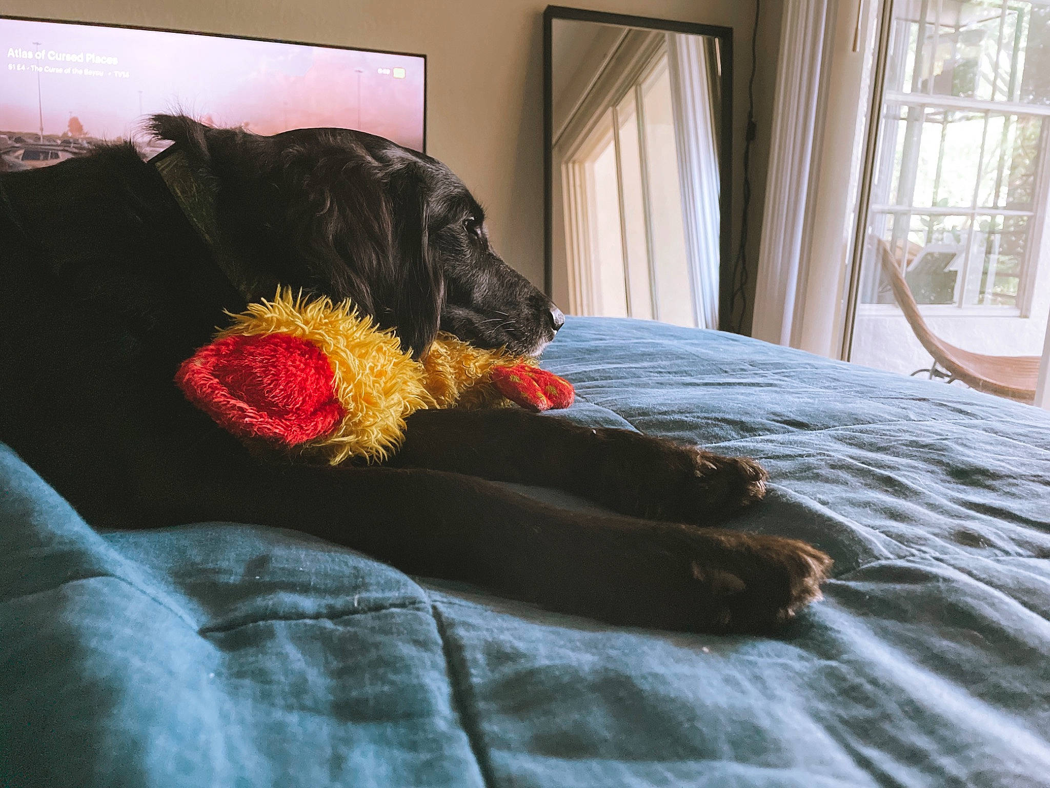 Thor joined the competition — help win amazing prizes! bed, bedding, bedroom, canidae, carnivore, comfort, companion_dog, couch, curtain, dog, dog_breed, flooring, fur, hardwood, linens, room, sporting_group, tail, tints_and_shades, wood