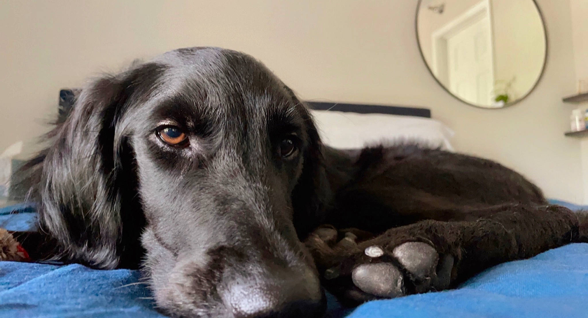 Thor is registered to the contest to win money with this photo: borador, canidae, carnivore, comfort, companion_dog, dog, dog_breed, eye, fur, grey, gun_dog, hunting_dog, liver, monochrome_photography, snout, sporting_group, terrestrial_animal, wall_plate, whiskers, working_animal