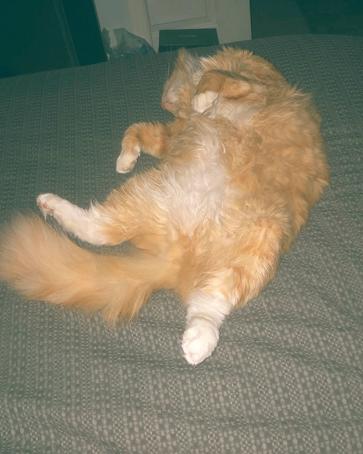 Loki joined the competition — help win amazing prizes! canidae, carnivore, cat, claw, dog_breed, domestic_long_haired_cat, ear, fawn, felidae, fur, kitten, norwegian_forest_cat, paw, persian, polydactyl_cat, small_to_medium_sized_cats, sporting_group, tail, whiskers