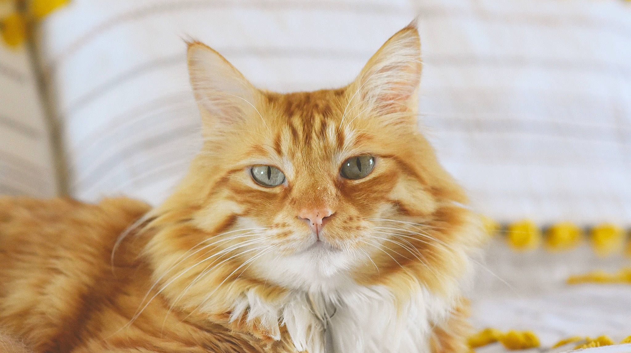 Loki is registered to the contest to win money with this photo: asian_semi_longhair, british_semi_longhair, carnivore, cat, cymric, domestic_long_haired_cat, fawn, felidae, fur, kitten, maine_coon, mammal, norwegian_forest_cat, ragamuffin, siberian, small_to_medium_sized_cats, somali, tabby_cat, vertebrate, whiskers