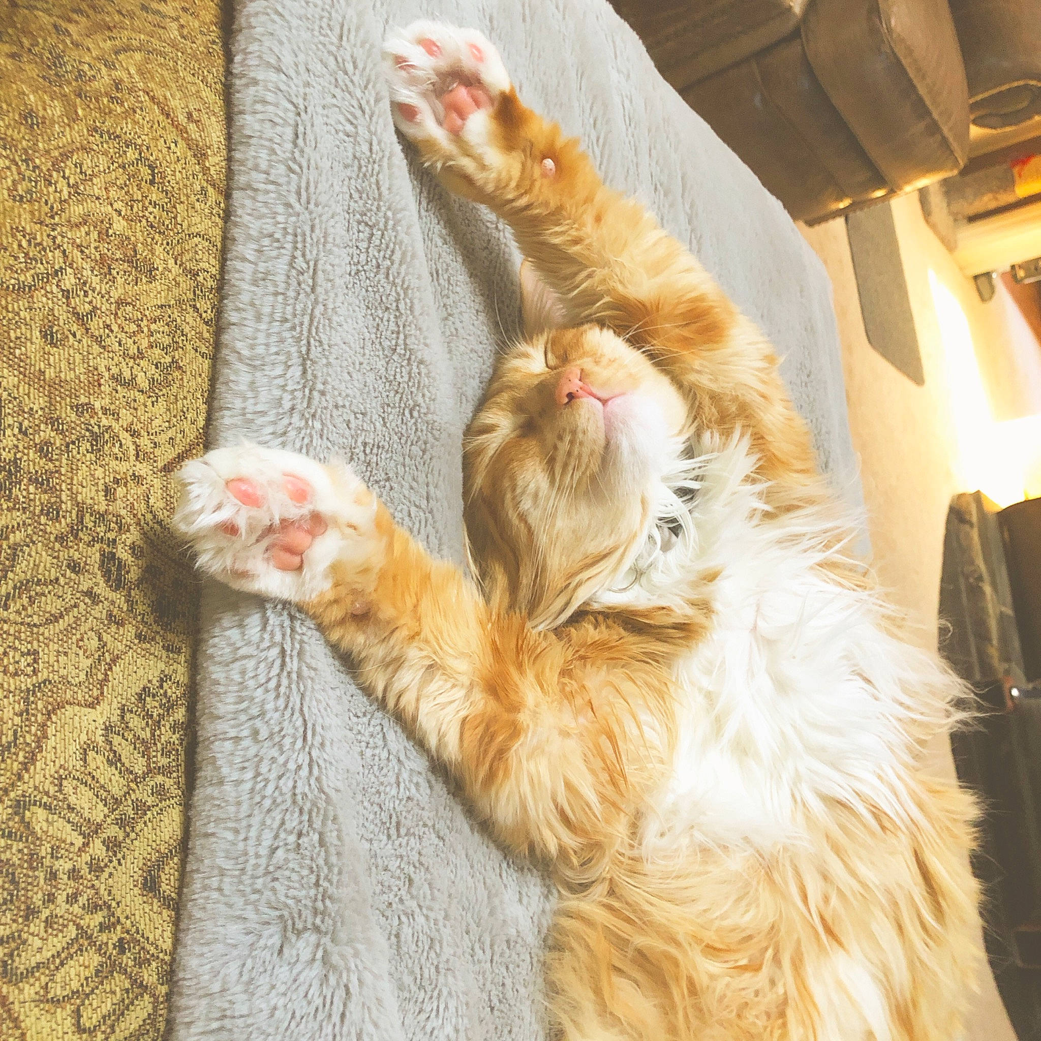 Loki is registered to the contest to win money with this photo: carnivore, cat, claw, ear, fawn, felidae, fur, german_rex, leg, paw, polydactyl_cat, small_to_medium_sized_cats, tail, whiskers