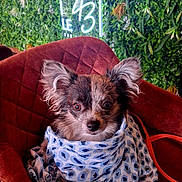 Happy participe au concours pour gagner de l'argent avec cette photo : dog, small_dog, scarf, red_chair, green_wall, leafy_background, neon_sign, indoor, pet, cute, ears, fur, portrait, sitting, animal, cozy, fashion, cafe, decor, le_43