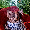 dog, small_dog, scarf, red_chair, green_wall, leafy_background, neon_sign, indoor, pet, cute, ears, fur, portrait, sitting, animal, cozy, fashion, cafe, decor, le_43