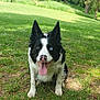 animal, black_and_white, border_collie, canine, dog, ears_up, friendly, grass, greenery, happy, heterochromia, muzzle, nature, outdoor, park, pet, playful, sitting, sunlight, tongue_out