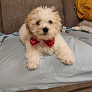 Benny is registered to the contest to win money with this photo: dog, fluffy, white, bow_tie, red, couch, blanket, pet, cute, indoor, animal, fur, small_dog, laying, household, cozy, companion, portrait, resting, adorable