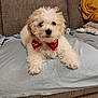 dog, fluffy, white, bow_tie, red, couch, blanket, pet, cute, indoor, animal, fur, small_dog, laying, household, cozy, companion, portrait, resting, adorable