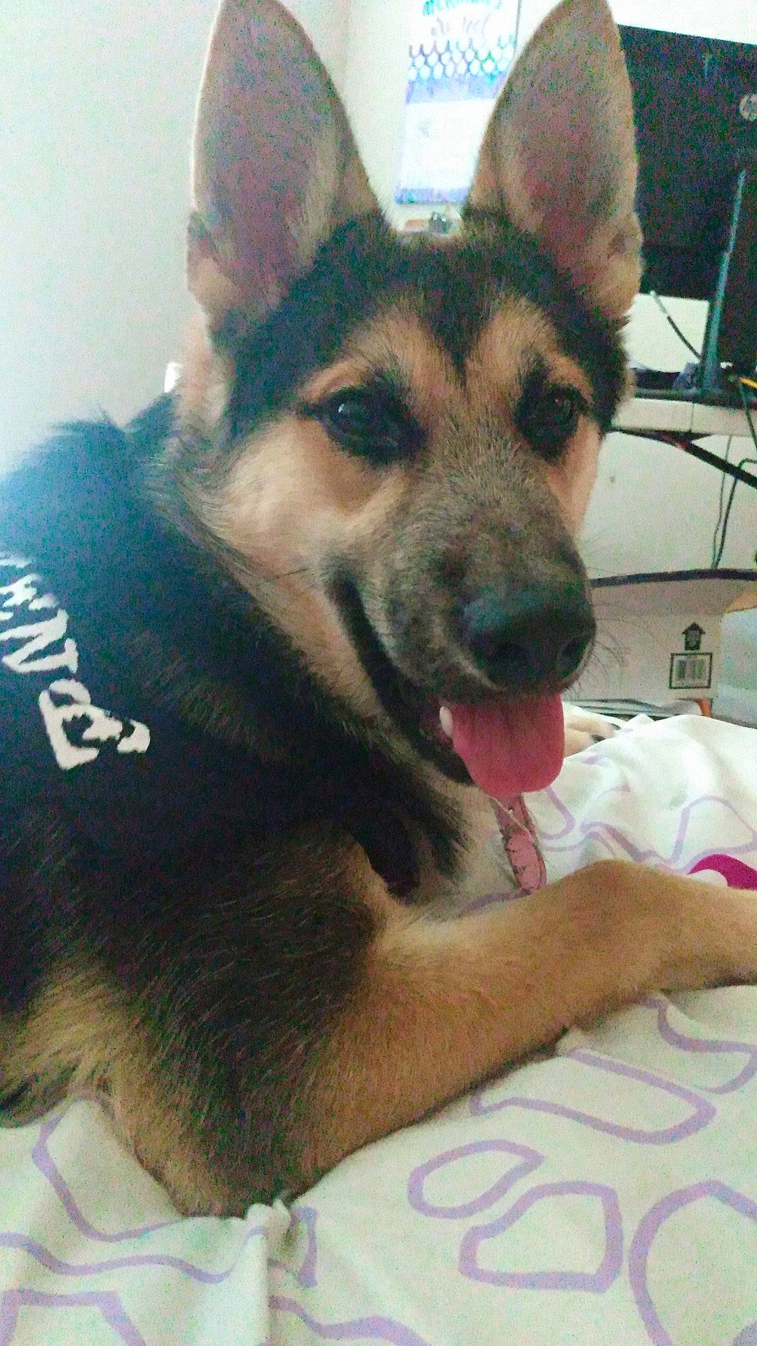 Hera joined the competition — help win amazing prizes! canidae, carnivore, czechoslovakian_wolfdog, dog, dog_breed, east_european_shepherd, german_shepherd_dog, king_shepherd, kunming_wolfdog, mammal, old_german_shepherd_dog, police_dog, rare_breed_dog, seppala_siberian_sleddog, shiloh_shepherd_dog, siberian_husky, snout, vertebrate, wolfdog, working_dog