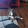 Mr.shady joined the competition — help win amazing prizes! cat, gray_cat, white_chest, white_paws, sitting, funny_pose, pet, animal, indoor, living_room, wood_floor, area_rug, furniture, cabinet, chair, pink_toy, alert, green_eyes, whiskers, domestic_cat