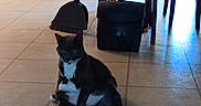Mr.shady joined the competition — help win amazing prizes! cat, tuxedo_cat, pet, animal, sitting, splooting, black_and_white, white_chest, blue_eyes, indoors, kitchen, dining_area, tile_floor, broom, dustpan, cleaning_tools, chairs, bucket, home, portrait