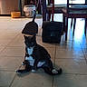 cat, tuxedo_cat, pet, animal, sitting, splooting, black_and_white, white_chest, blue_eyes, indoors, kitchen, dining_area, tile_floor, broom, dustpan, cleaning_tools, chairs, bucket, home, portrait