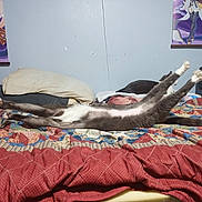 Mr.shady is registered to the contest to win money with this photo: cat, cats, stretching, lying_down, upside_down, paws, fur, bed, bedroom, quilt, blanket, pillow, home, indoor, anime_art, wall_decor, relaxed, playful, sleeping_area, photography