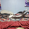 cat, cats, stretching, lying_down, upside_down, paws, fur, bed, bedroom, quilt, blanket, pillow, home, indoor, anime_art, wall_decor, relaxed, playful, sleeping_area, photography