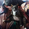 Mr.shady is registered to the contest to win money with this photo: cat, gray_cat, white_chest, white_paws, animal, pet, feline, bed, bedroom, blanket, bedspread, pillow, indoor, portrait, sitting, relaxed, staring, whiskers, ears, photography