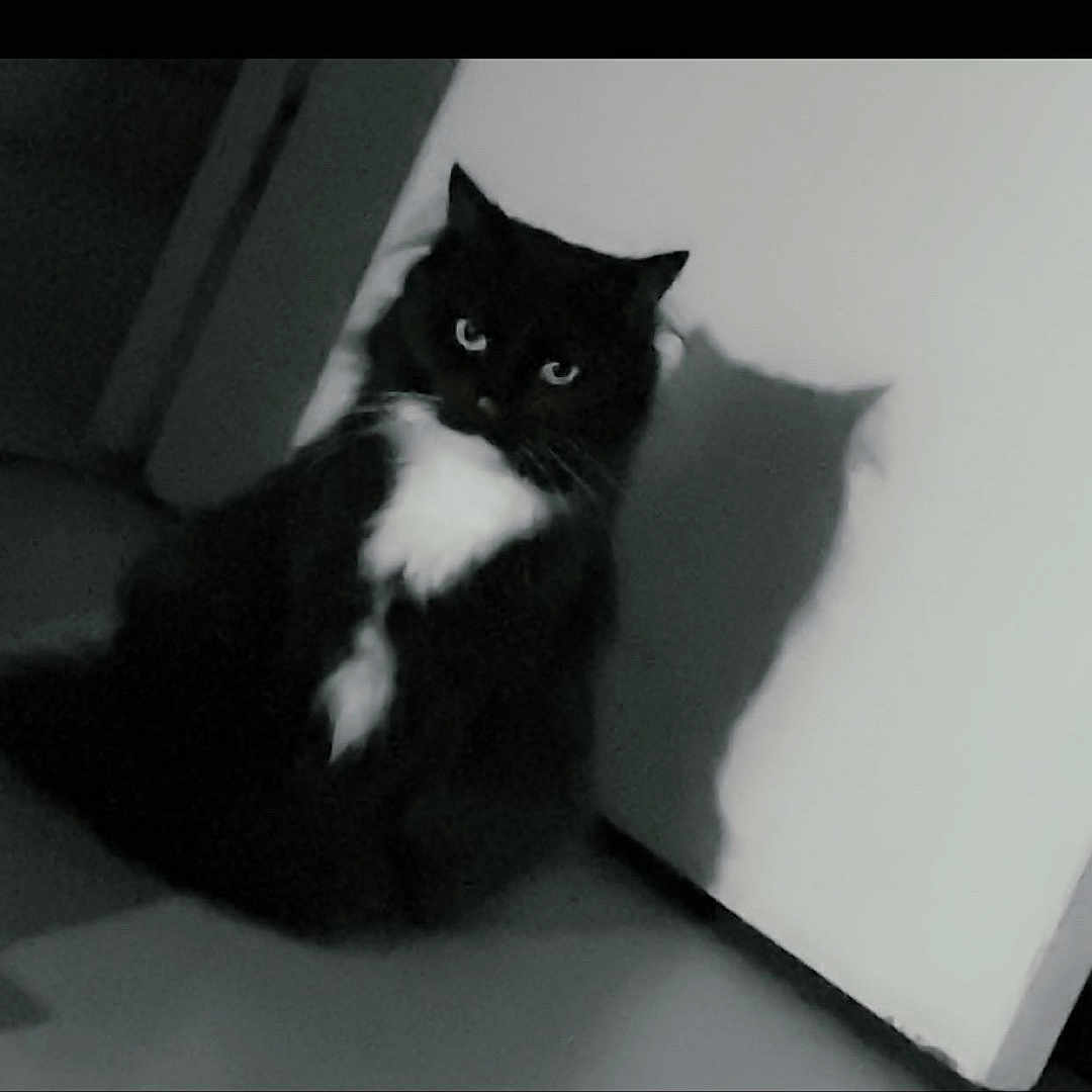 Rosie participe au concours pour gagner de l'argent avec cette photo : abyssinian, angora, animal, blackcat, cat, egyptiancat, indoors, kitten, manx, pet