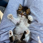 Gribouille participe au concours pour gagner de l'argent avec cette photo : kitten, cat, pet, animal, fur, paws, laying, lap, clothing, gray, cute, small, whiskers, indoor, relaxed, young, feline, soft, adorable, sleepy
