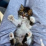 kitten, cat, pet, animal, fur, paws, laying, lap, clothing, gray, cute, small, whiskers, indoor, relaxed, young, feline, soft, adorable, sleepy
