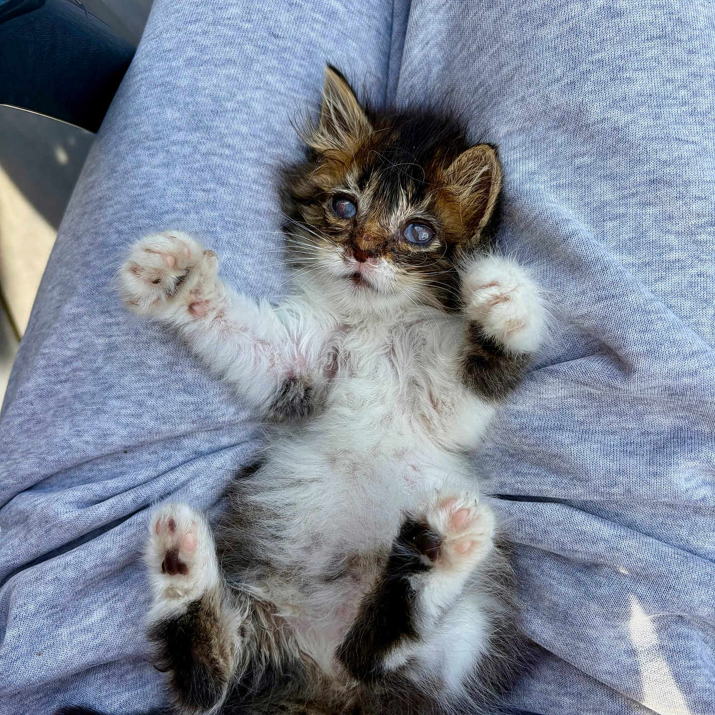 Gribouille participe au concours pour gagner de l'argent avec cette photo : adorable, animal, cat, clothing, cute, feline, fur, gray, indoor, kitten, lap, laying, paws, pet, relaxed, sleepy, small, soft, whiskers, young