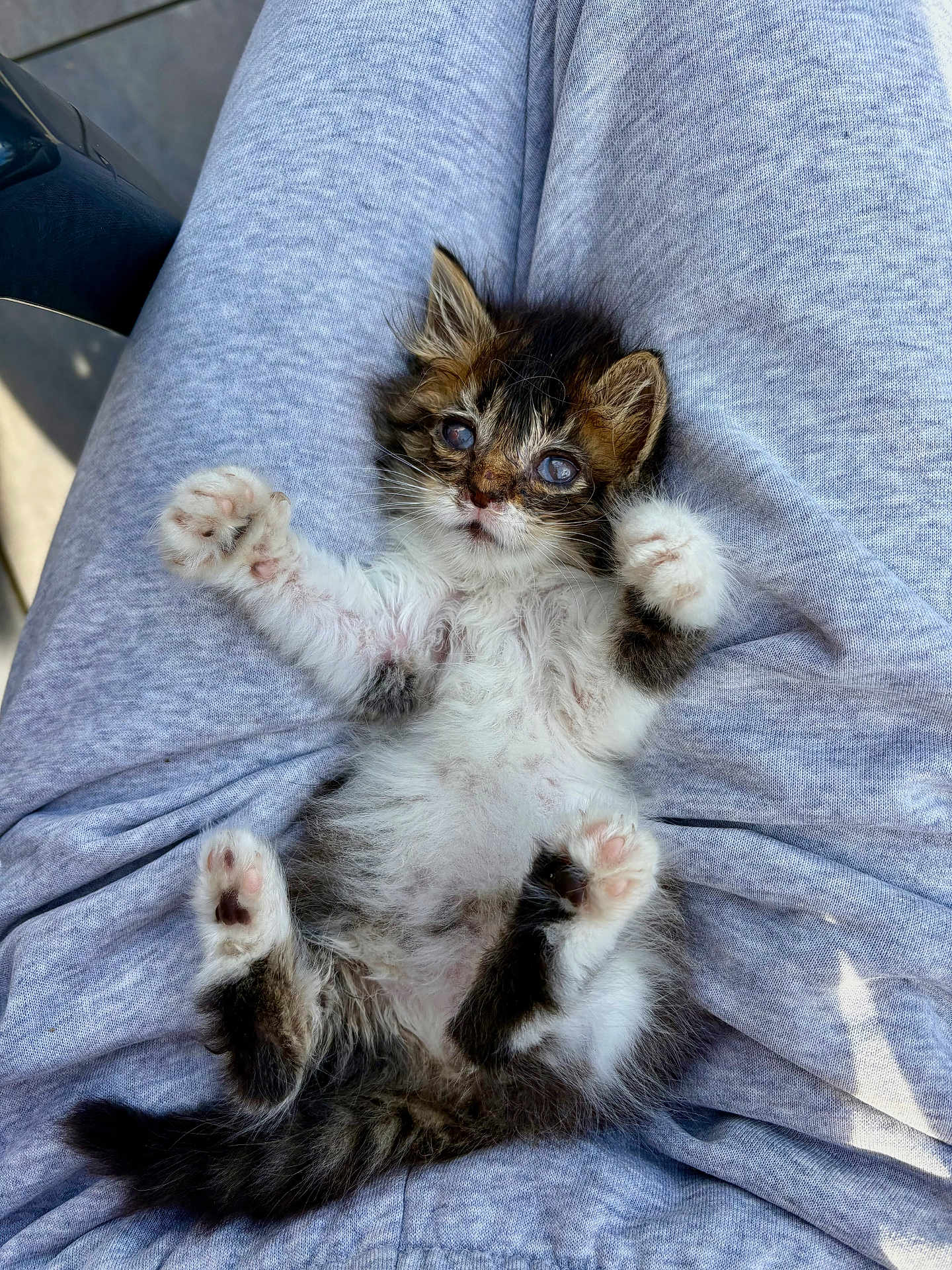 Gribouille participe au concours pour gagner de l'argent avec cette photo : kitten, cat, pet, animal, fur, paws, laying, lap, clothing, gray, cute, small, whiskers, indoor, relaxed, young, feline, soft, adorable, sleepy