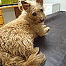 dog, curly_fur, pet, indoor, brown, furniture, fish_tank, animal, cute, looking_back, ears_up, tail, snout, eyes, resting, home, table, curious, fluffy, companion
