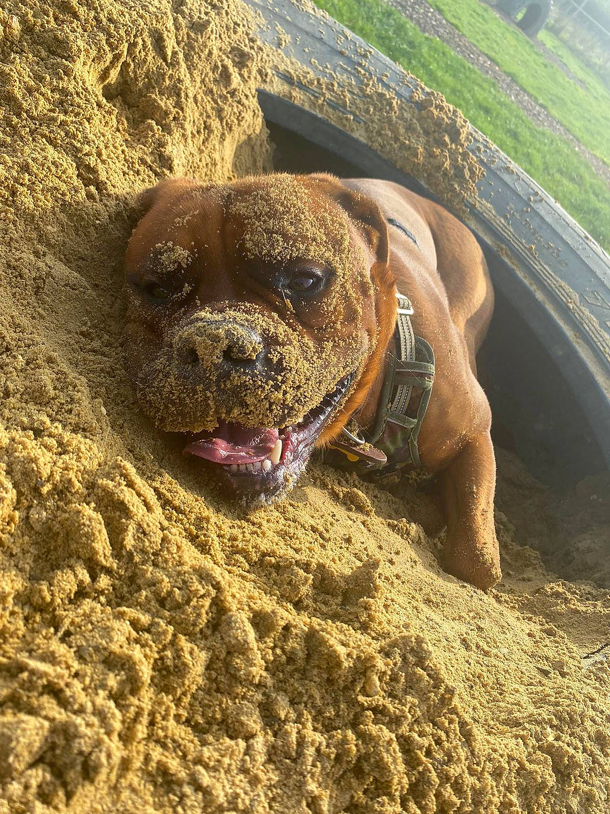 Rigby is registered to the contest to win money with this photo: adventure, canidae, carnivore, dog, dog_breed, fawn, landscape, liver, non_sporting_group, plant, rock, sand, snout, soil, sporting_group, terrestrial_animal, wildlife, working_animal, wrinkle