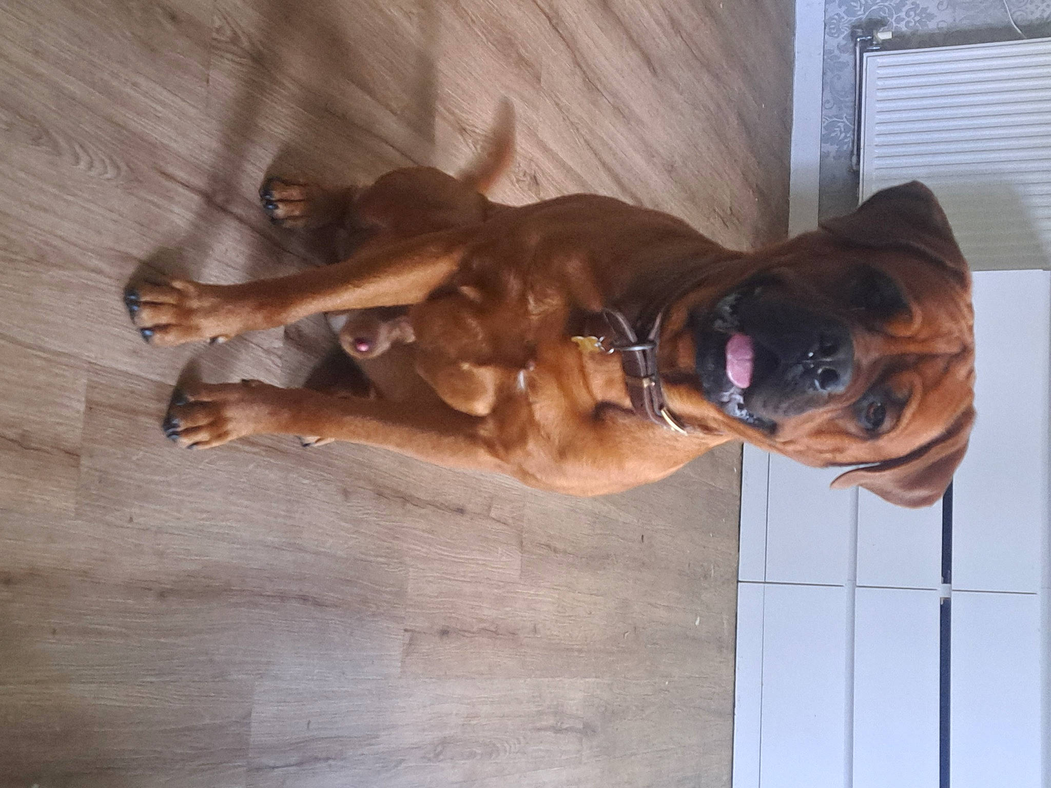 Rigby is registered to the contest to win money with this photo: canidae, carnivore, collar, companion_dog, dog, dog_breed, dog_collar, dog_supply, fawn, guard_dog, hardwood, liver, non_sporting_group, pet_supply, snout, sporting_group, tail, wood, working_animal, working_dog