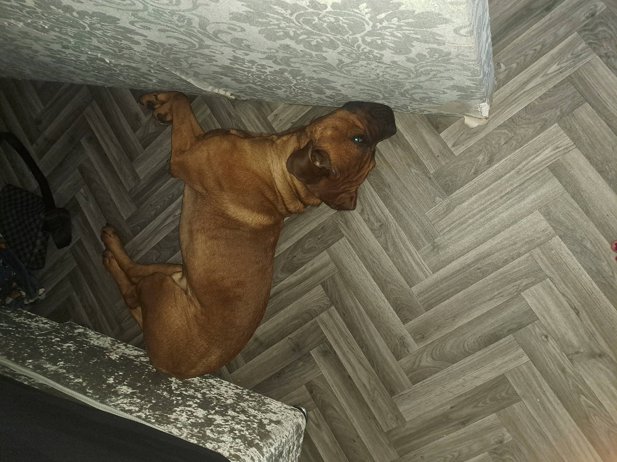 Rigby joined the competition — help win amazing prizes! art, brown, ceiling, concrete, fawn, flooring, hardwood, liver, pattern, room, snout, terrestrial_animal, visual_arts, wood, wood_flooring, working_animal