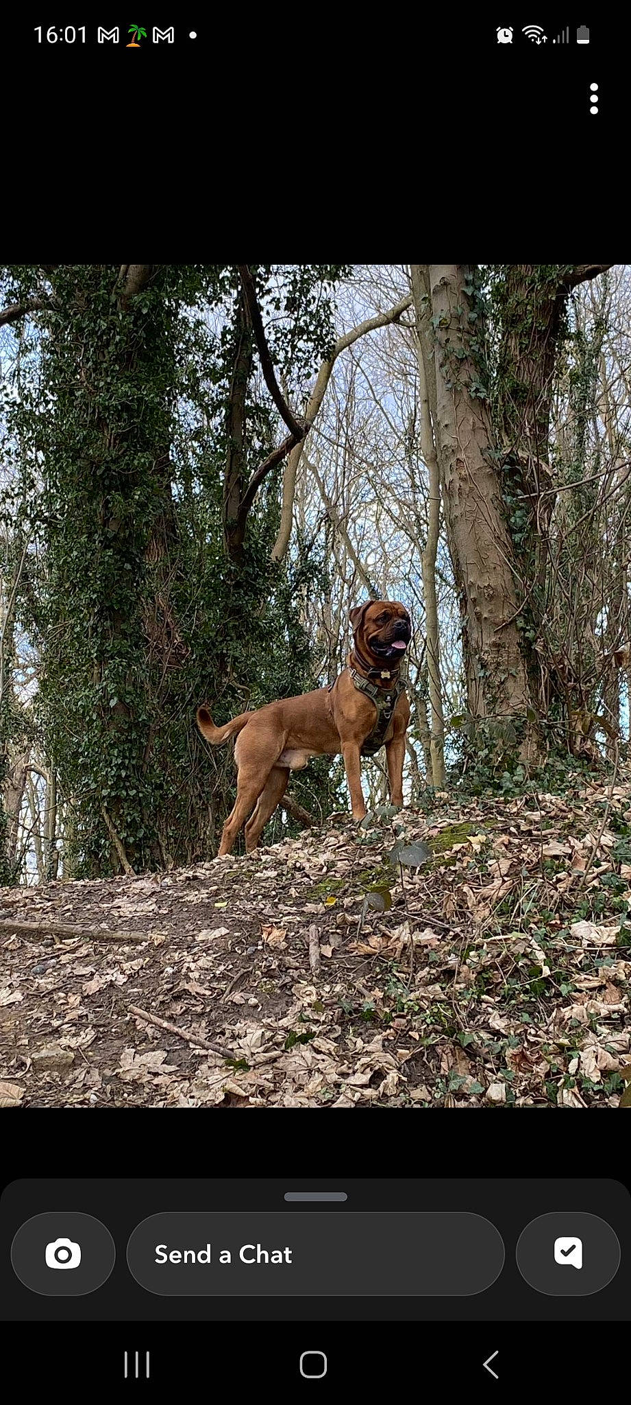 Rigby is registered to the contest to win money with this photo: carnivore, companion_dog, dog, dog_breed, fawn, forest, grass, gun_dog, liver, plant, pointing_breed, sky, soil, sporting_group, tail, terrestrial_animal, tree, trunk, wood, working_animal