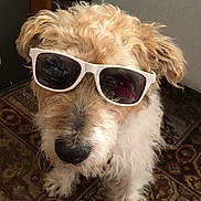 Ted joined the competition — help win amazing prizes! dog, sunglasses, indoor, carpet, curly_hair, pet, cool, white, brown, furry, animal, chair, floor, pattern, portrait, closeup, cute, domestic_animal, mammal, funny