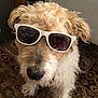 dog, sunglasses, indoor, carpet, curly_hair, pet, cool, white, brown, furry, animal, chair, floor, pattern, portrait, closeup, cute, domestic_animal, mammal, funny