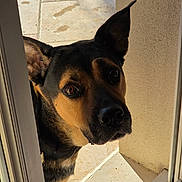 Only a rejoint le concours — aidez-le/la à gagner de superbes lots ! animal, black, brown, canine, close_up, curious, dog, domestic_animal, door, door_frame, ears, expression, face, looking, outdoor, pet, portrait, sunlight, tile_floor, wall