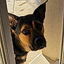 animal, black, brown, canine, close_up, curious, dog, domestic_animal, door, door_frame, ears, expression, face, looking, outdoor, pet, portrait, sunlight, tile_floor, wall