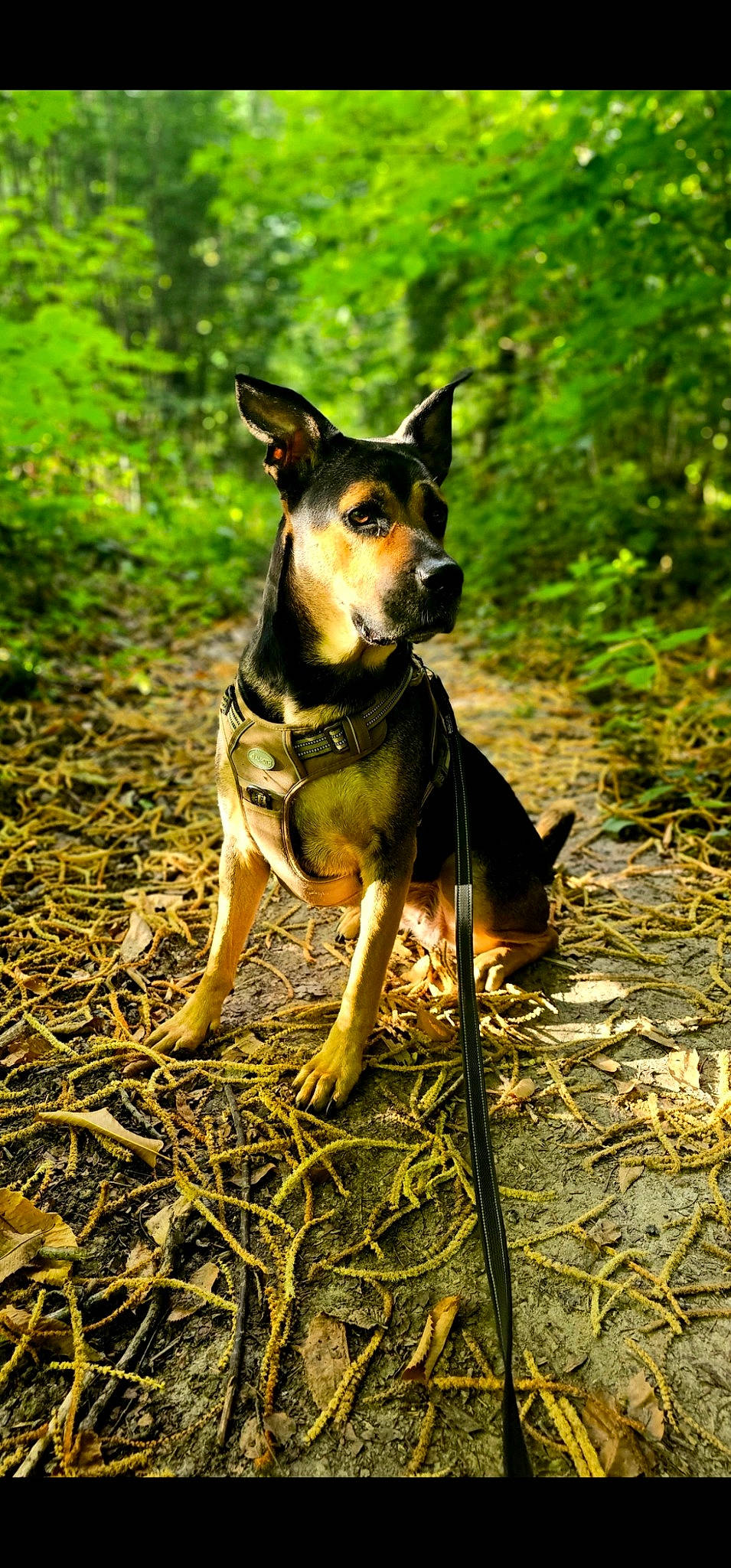 Only a rejoint le concours — aidez-le/la à gagner de superbes lots ! adventure, canidae, carnivore, companion_dog, dog, dog_breed, dog_supply, fawn, forest, grass, plant, recreation, snout, sporting_group, terrestrial_animal, terrestrial_plant, trail, walking, working_animal, working_dog