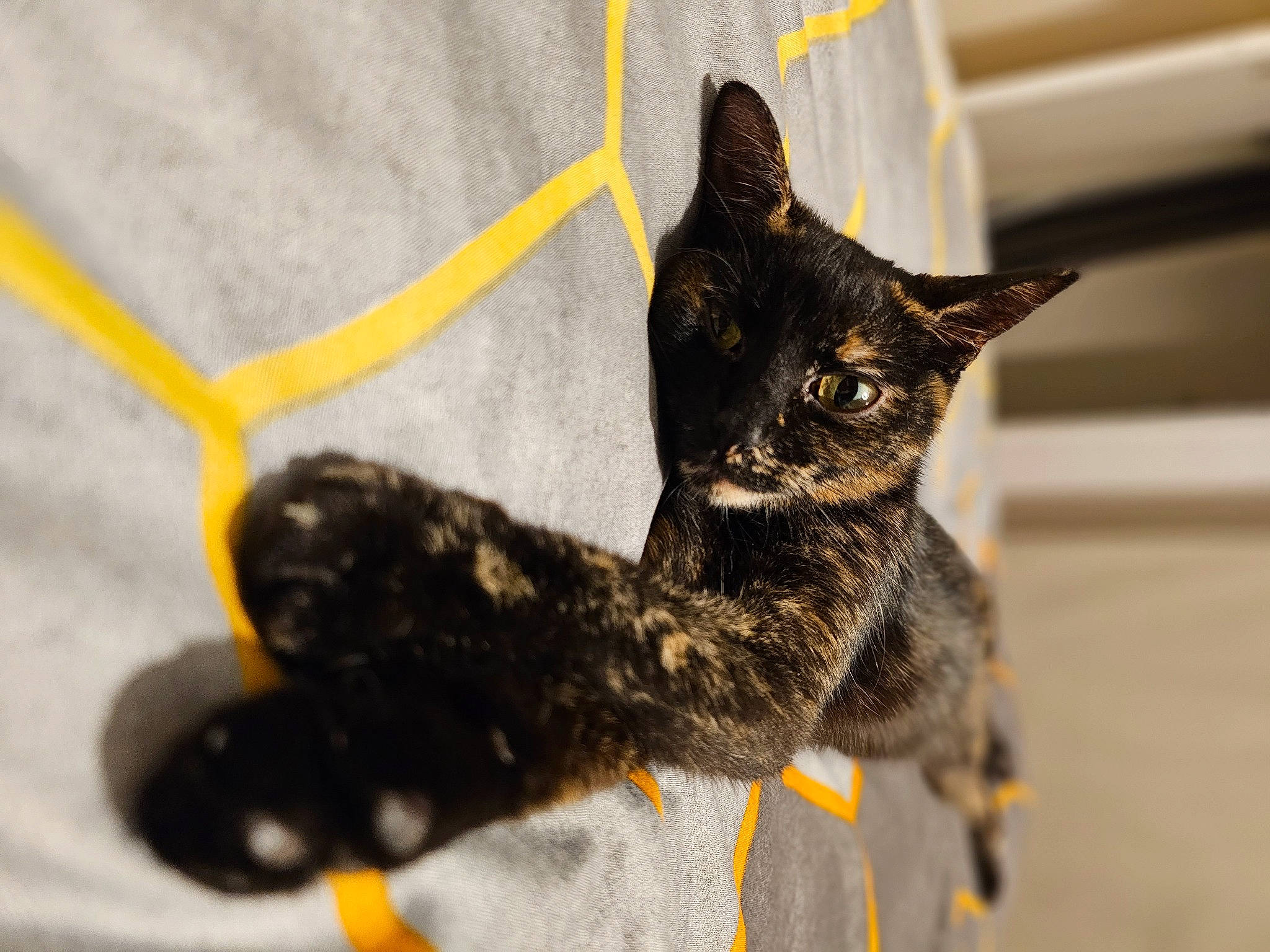 Nala a rejoint le concours — aidez-le/la à gagner de superbes lots ! black_cat, canidae, carnivore, cat, claw, collar, domestic_short_haired_cat, felidae, fur, leash, paw, small_to_medium_sized_cats, snout, tail, terrestrial_animal, toy, tree, whiskers, wildlife, window