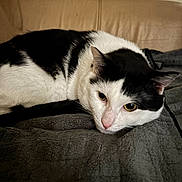 Tomtom joined the competition — help win amazing prizes! cat, black_and_white, lying_down, blanket, indoor, pet, feline, cute, resting, cozy, curious_eyes, fur, domestic_animal, soft_lighting, couch, relaxed, whiskers, close_up, animal, home