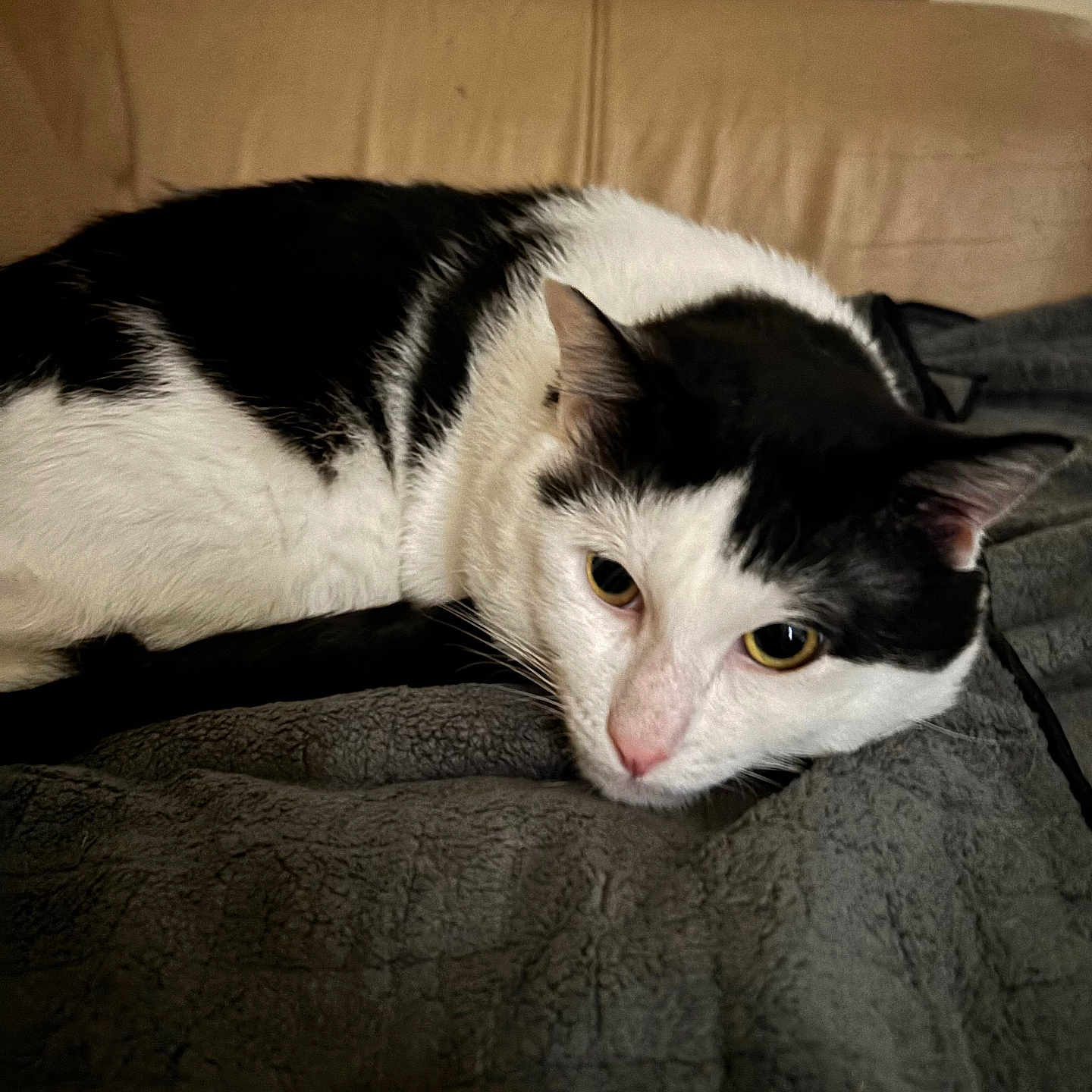 Tomtom joined the competition — help win amazing prizes! cat, black_and_white, lying_down, blanket, indoor, pet, feline, cute, resting, cozy, curious_eyes, fur, domestic_animal, soft_lighting, couch, relaxed, whiskers, close_up, animal, home