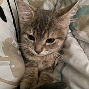 Tiger Lilly joined the competition — help win amazing prizes! abyssinian, animal, bed, bedroom, blanket, cat, couch, cushion, furniture, homedecor, indoors, kitten, linen, manx, person, pet, quilt, room, siamese, sleeping