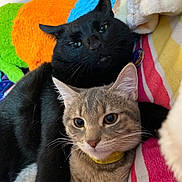 Hershey joined the competition — help win amazing prizes! abyssinian, animal, blackcat, blanket, cat, couch, furniture, homedecor, kitten, laundry, linen, manx, pet, quilt, siamese, towel