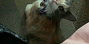 Cuddlez is registered to the contest to win money with this photo: cat, pet, curious, collar, bell, indoor, carpet, slippers, skull_pattern, feline, looking_up, fur, whiskers, ears, domestic_animal, cozy, floor, closeup, animal, cute