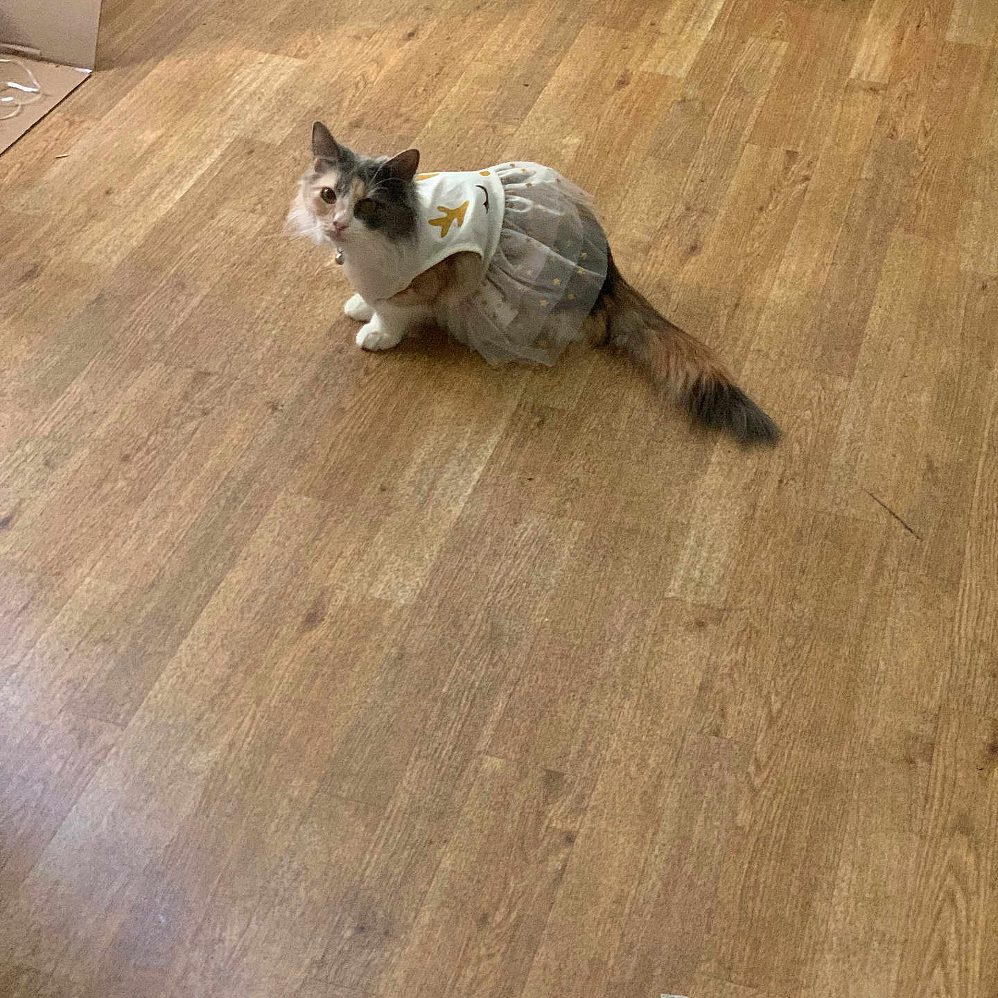 Cuddlez joined the competition — help win amazing prizes! animal, animal_clothing, bag, cardboard, cat, costume, costume_dress, curious, cute, domestic, dress, feline, flooring, fluffy, home, indoor, looking_up, pet, sitting, wooden_floor